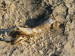Upogebia