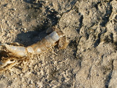 Upogebia
