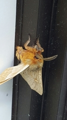 Ormiscodes cinnamomea