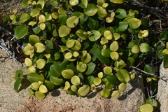 Eugenia reinwardtiana