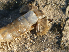Upogebia