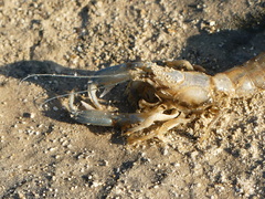 Upogebia