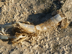 Upogebia