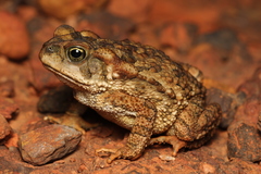 Rhinella rubescens