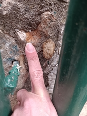 Sphodromantis viridis