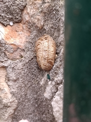 Sphodromantis viridis