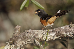 Pipilo erythrophthalmus alleni