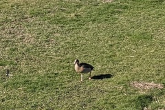 Alopochen aegyptiaca