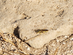 Philanthus pulchellus