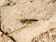 Philanthus pulchellus