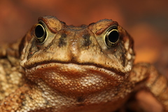 Rhinella rubescens