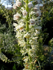 Reseda alba