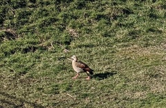 Alopochen aegyptiaca