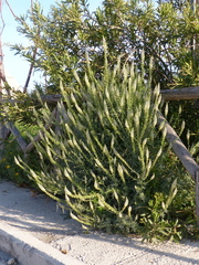 Reseda alba