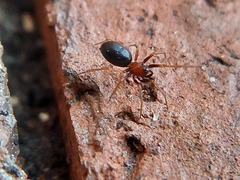 Araneomorphae
