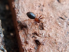 Araneomorphae
