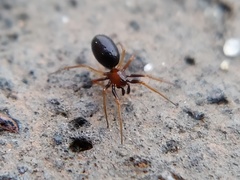 Araneomorphae