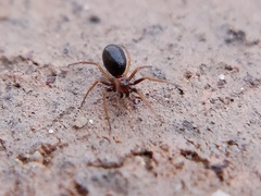 Araneomorphae
