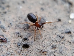 Araneomorphae