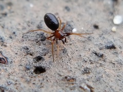 Araneomorphae