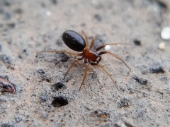 Araneomorphae