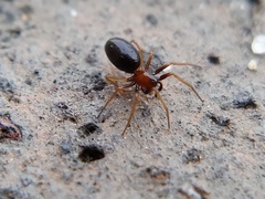 Araneomorphae