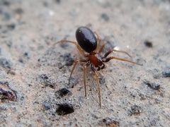 Araneomorphae