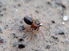 Araneomorphae