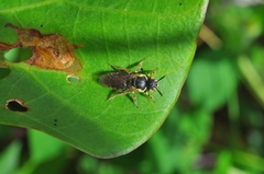Protomeliturga turnerae