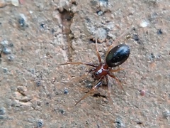 Araneomorphae