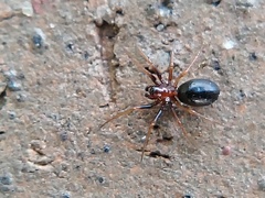 Araneomorphae