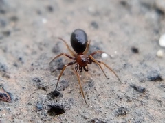 Araneomorphae