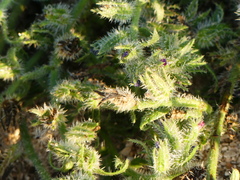 Echium arenarium