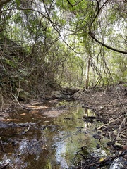 Macromia fulgidifrons