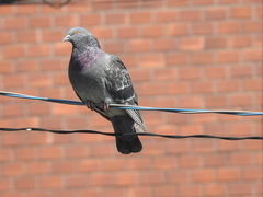 Columba livia domestica