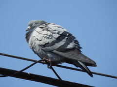 Columba livia domestica