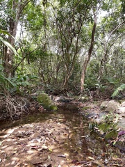 Macromia fulgidifrons