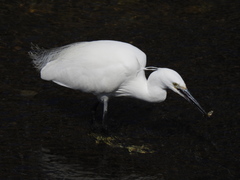 Egretta garzetta