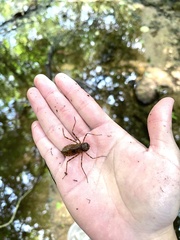 Macromia fulgidifrons