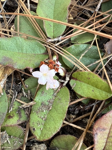 Epigaea repens image