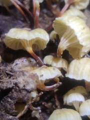 Xeromphalina leonina