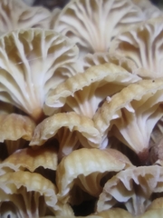 Xeromphalina leonina