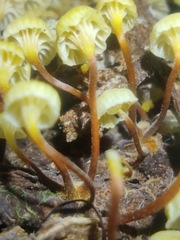 Xeromphalina leonina