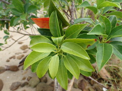 Excoecaria agallocha