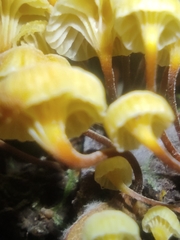 Xeromphalina leonina