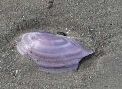 Psammobiidae