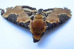 Manduca ochus