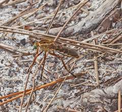 Diogmites crudelis