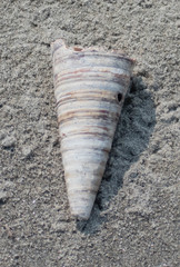 Telescopium telescopium