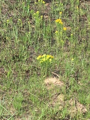 Lithospermum caroliniense